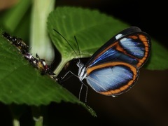 Oleria quintina