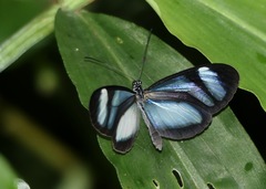 Oleria quintina