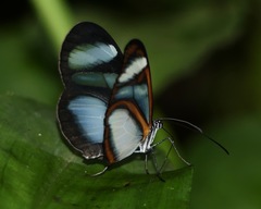Oleria quintina
