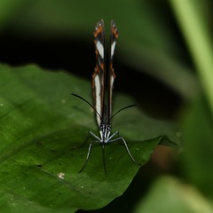 Oleria quintina