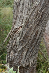 Eucalyptus radiata radiata