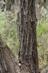 Eucalyptus radiata radiata