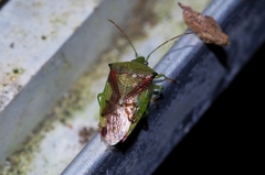 Elasmostethus nubilus