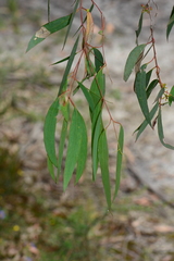 Eucalyptus radiata radiata