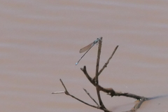 Austrolestes aridus