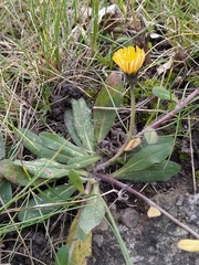 Pilosella officinarum