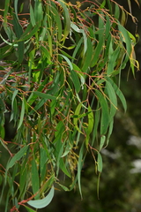 Eucalyptus radiata radiata