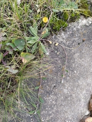 Pilosella officinarum