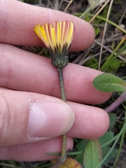 Pilosella officinarum