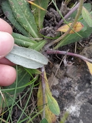 Pilosella officinarum