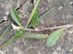 Pilosella officinarum