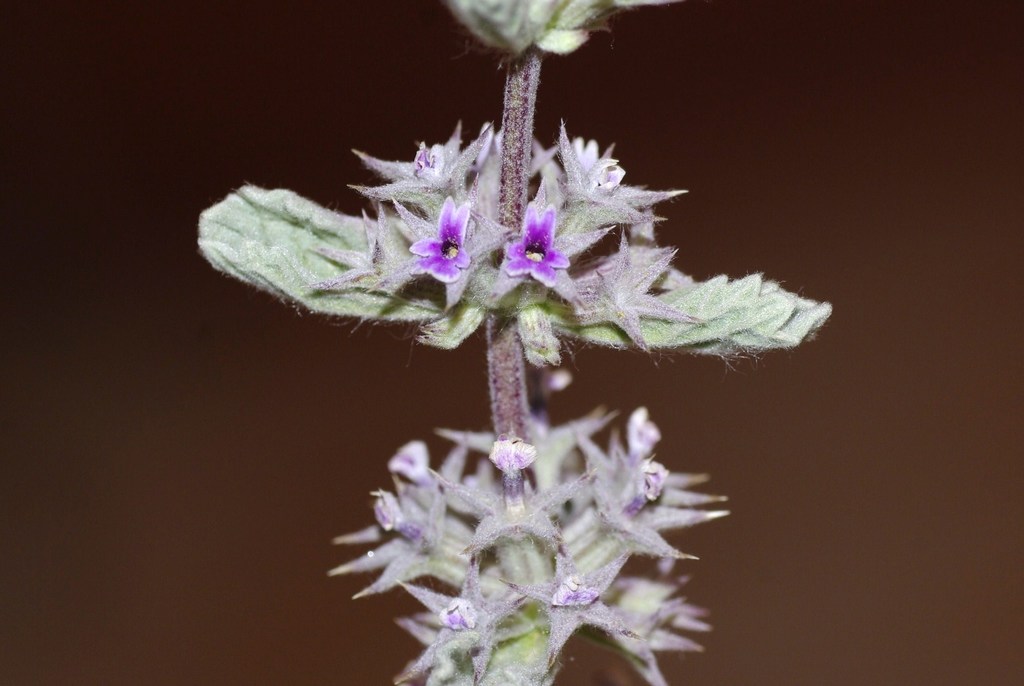 Marrubium alysson