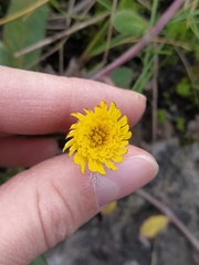 Pilosella officinarum