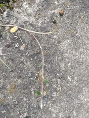 Pilosella officinarum