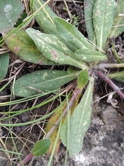 Pilosella officinarum