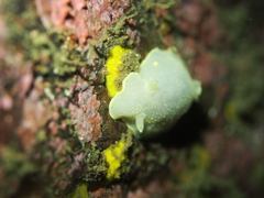 Cadlina laevis