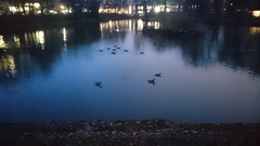 Branta canadensis