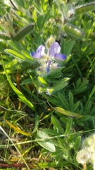 Lupinus bracteolaris