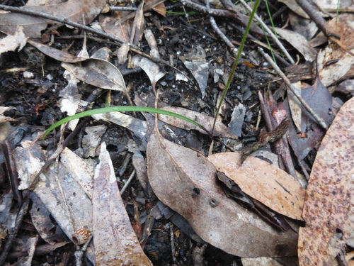 Image of Caladenia praecox by (c) Kiri Bee, some rights reserved (CC BY)