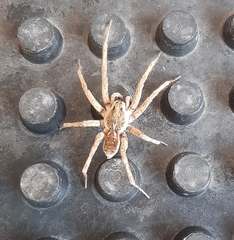 Lycosidae