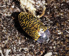 Stigmodera macularia