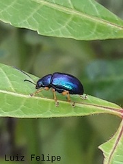 Nodocolaspis costipennis