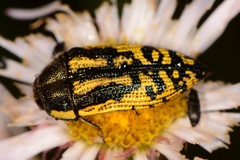 Acmaeodera amplicollis