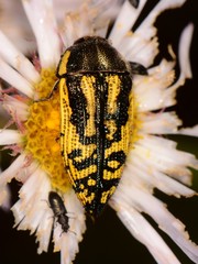 Acmaeodera amplicollis