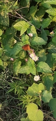 Ariadne ariadne