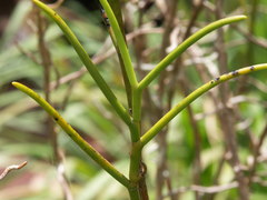 Papilionanthe