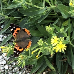 Vanessa indica indica