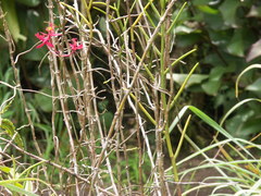 Papilionanthe
