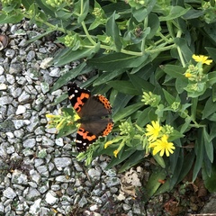 Vanessa indica indica