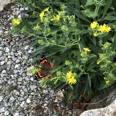 Vanessa indica indica