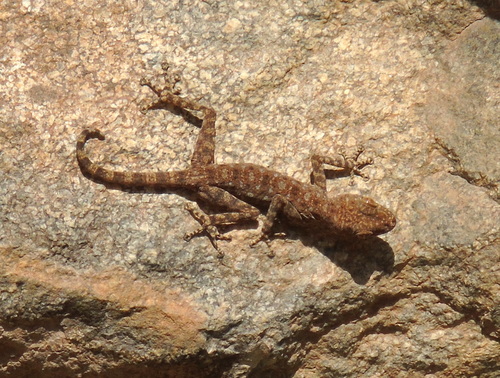 Sinai Fan-fingered Gecko