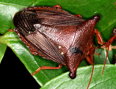 Peromatus