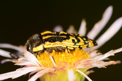 Acmaeodera amplicollis