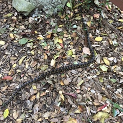 Lycodon semicarinatus