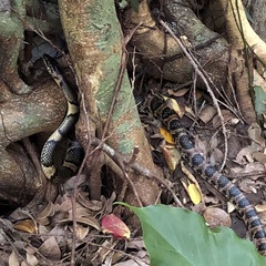 Lycodon semicarinatus