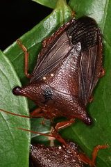 Peromatus