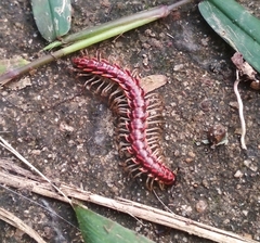 Antheromorpha festiva