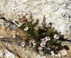 Perityle coronopifolia