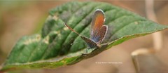 Brephidium exilis exilis
