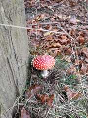 Amanita muscaria muscaria