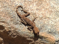 Ptyodactylus guttatus
