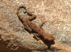 Ptyodactylus guttatus