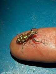 Naupactus bellus