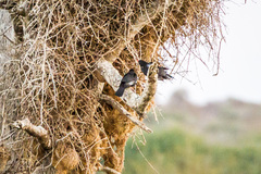 Bubalornis niger niger
