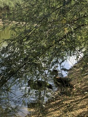 Dendrocygna arborea