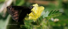 Pholisora mejicanus